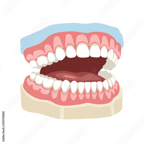 Open jawbone with healthy teeth vector illustration, clinical mood, flat clean design with soft blue and white color palette, medical and dental concept on white background 