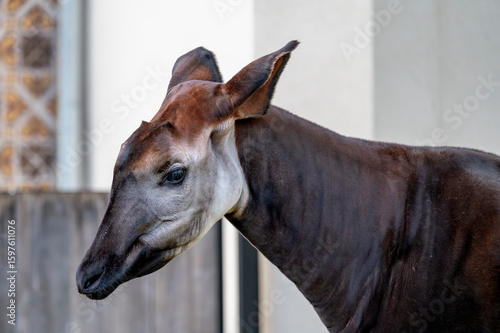 Plakat Okapi 