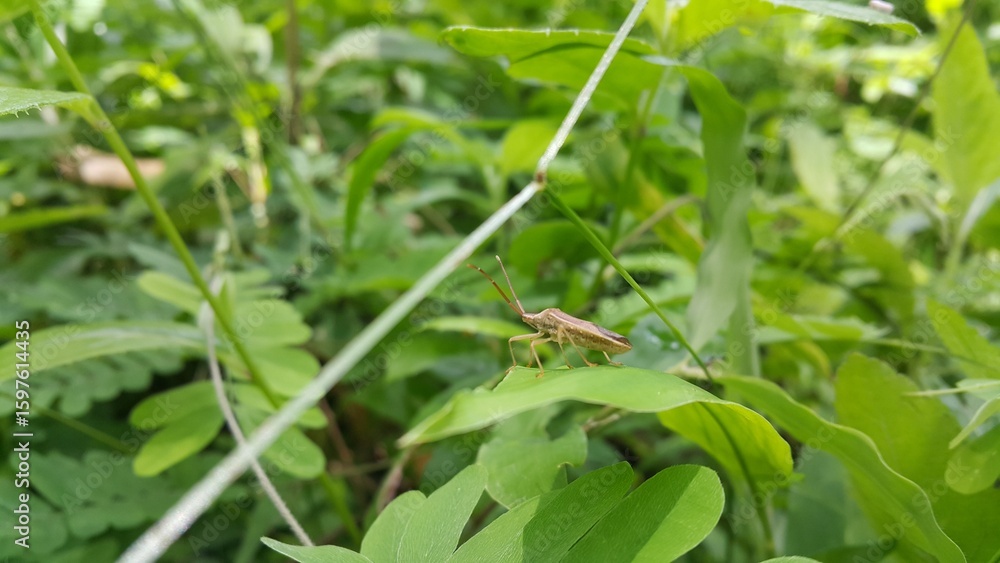 Adult Leaf-footed Bug of the Subfamily Coreinae. Pentatomoidea, Coreinae, Stick Bug, Horned Coreid Bug. World Wildlife Conservation Day on December 4th. Adult Leaf-footed Bug of the Subfamily Coreinae. Pentatomoidea, Coreinae, Stick Bug, Horned Coreid Bug. World Wildlife Conservation Day on December 4th.