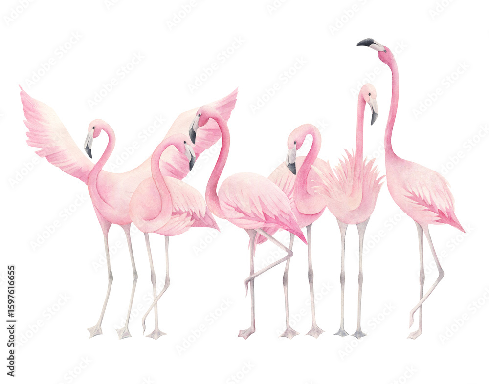 Obraz premium Watercolor flamingos. Hand drawn illustration on white background