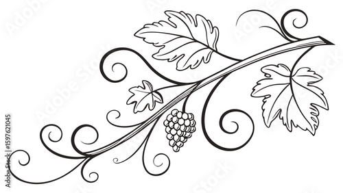 Elegant black and white illustration of grapevine with swirling leaves and grapes.