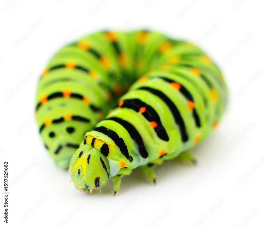 Naklejka premium Green caterpillar isolated.