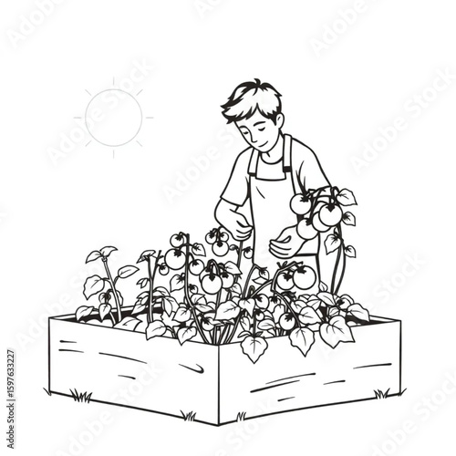 A gardener harvesting sun-ripened tomatoes in an urban garden box