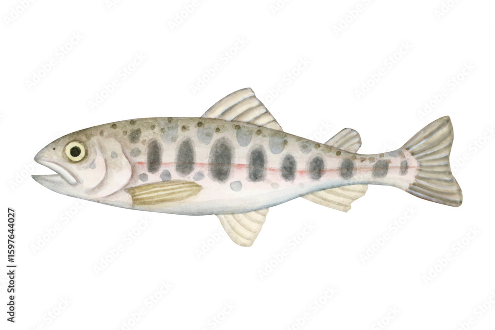 Fototapeta premium 渓流釣り 川釣り 魚釣り 魚 ヤマメ 水彩 イラスト