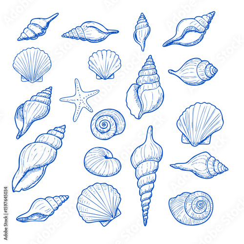 Seashells vector illustration collection of various sea shells and starfish in blue vintage style drawing 