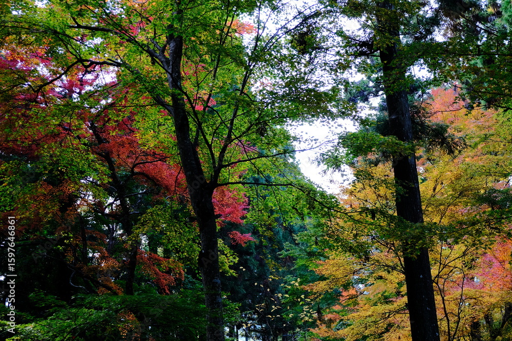 Obraz premium 日本、京都、紅葉、寺院、三千院、鳥居、木造建築、古代建築、日本文化、歷史名勝、古都京都の文化財、木、綠色、青空、秋、絶景、写真素材