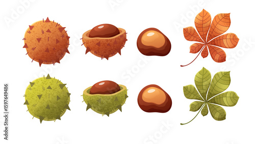 Chestnut set. Chestnut tree leaf, shell, nut in orange and green colors for summer or autumn design. Vector botanical element