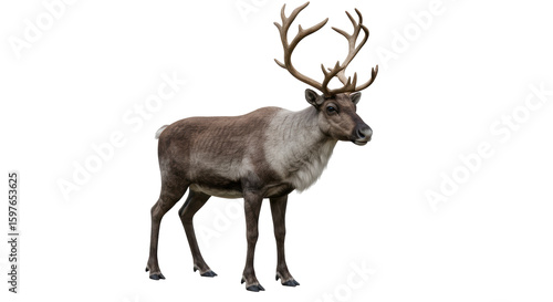Φωτογραφία Isolated Caribou Reindeer