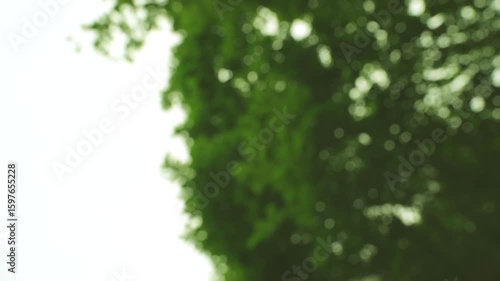 Sunlight Creating Sparkling Bokeh Effect Through Forest Leaves