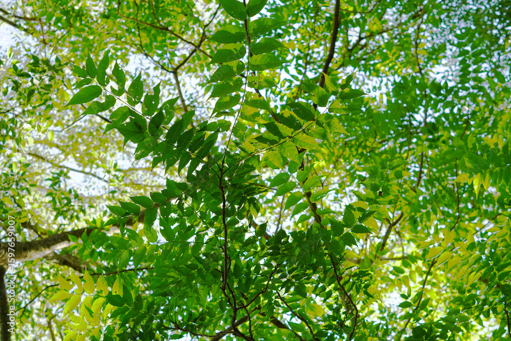 Fototapeta premium Branches and Leaves of the Shady and Refreshing Tree Ailanthus altissima
