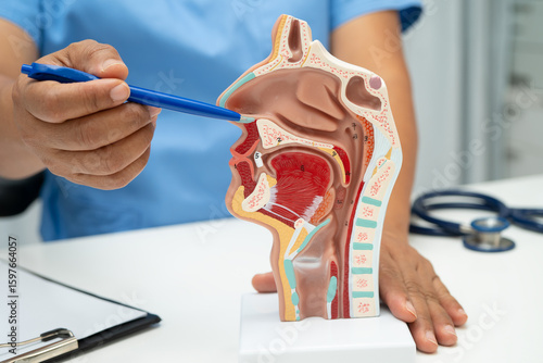 Wall Mural Asian doctor with nasal oral throat cavity neck human anatomy model for study diagnosis and treatment in hospital