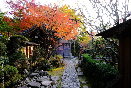 Tapety artystyczne 日本、京都、紅葉、寺院、三千院、鳥居、木造建築、古代建築、日本文化、歷史名勝、古都京都の文化財、木、綠色、青空、秋、絶景、写真素材