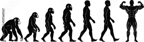 Silhouettes of human evolution from primates to muscular bodybuilder, fitness development, growth stages, health journey, transformation, black and white vector