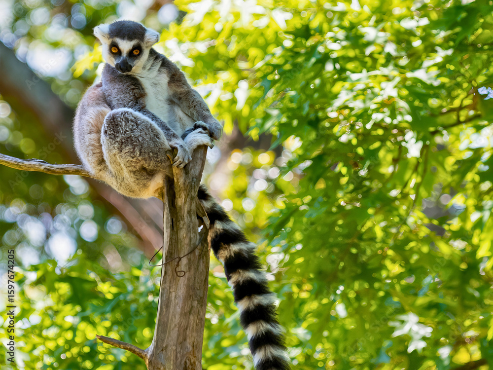 Naklejka premium Ring-Tailed Lemur on Tree Trunk