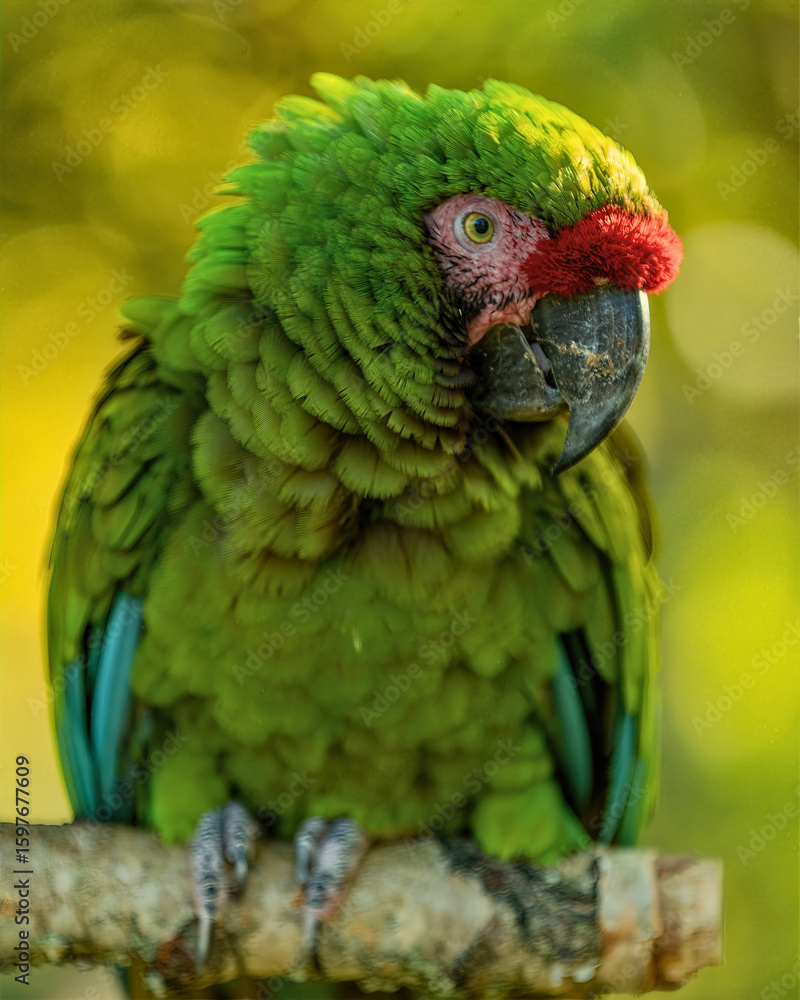 Fototapeta premium Military Macaw Perched on Branch