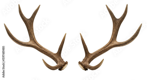 Pair of deer antlers against a black background.