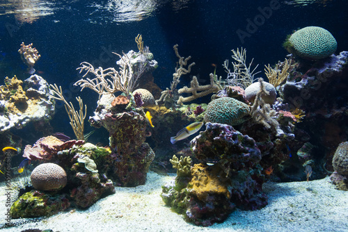 Fish tank at the Oceanographic Museum Monaco.