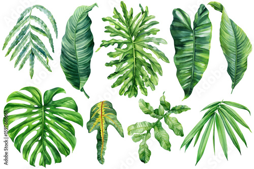 Watercolor tropical leaves collection with monstera banana palm and exotic greenery clipart isolated on white background