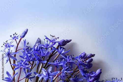 Flower design - floral border made of Scilla bifolia two-leaf squill or alpine squill isolated on white background with space for text. Spring decoration