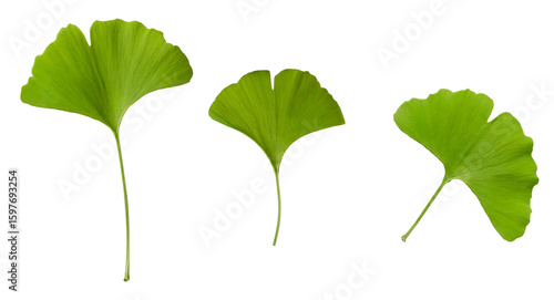 ginkgo biloba leaves isolated on transparent background.