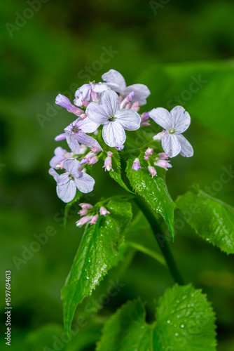 Lunaria rediviva, known as perennial honesty. Beautiful light purple flowers in bloom