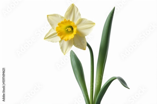 A pale yellow daffodil with a vibrant yellow center, two long green leaves, and a slender stem, is presented against a stark white background