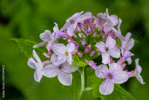 Lunaria rediviva, known as perennial honesty. Beautiful light purple flowers in bloom