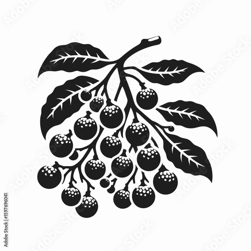 Longan. Cartoon Minimal Logo Clipart Silhouette Vector Line Art Illustration. Exotic fruit guide knowing flavor nutrition and origin of this southeast asia treat.