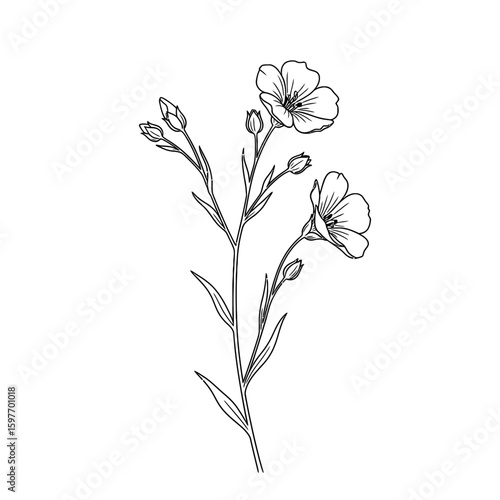 Detailed line drawing of a flax plant with flowers and buds on a white background