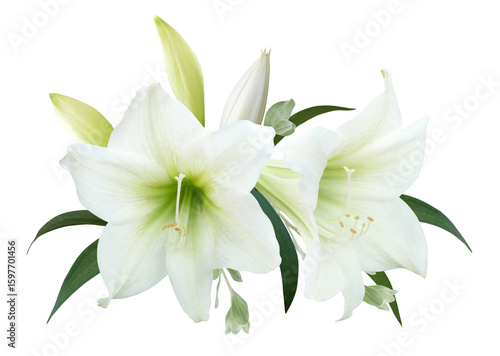 White Lily flower bouquet isolated on transparent background