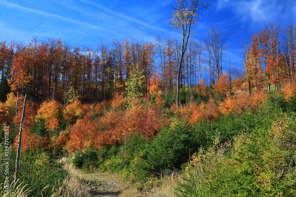 Fototapeta premium Fall colors in Beskidy mountains, Poland
