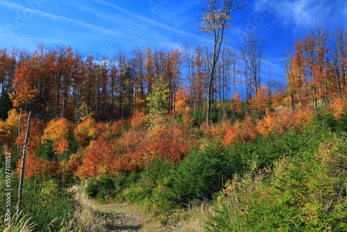 Fototapeta Naklejka Na Ścianę i Meble -  Fall colors in Beskidy mountains, Poland