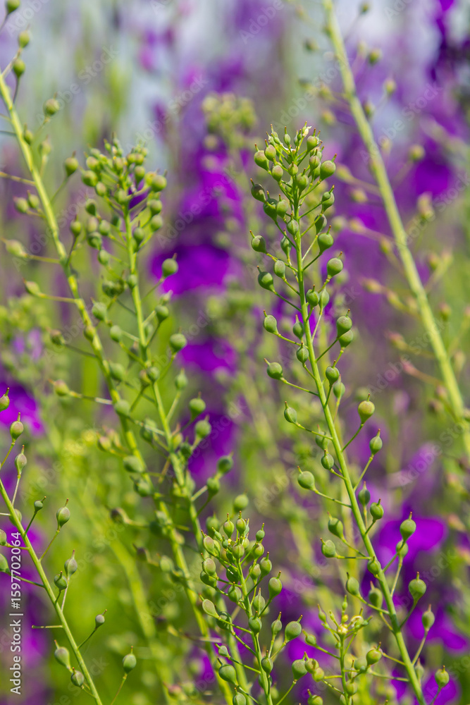 Obraz premium Camelina microcarpa, Brassicaceae. Wild plant shot in spring