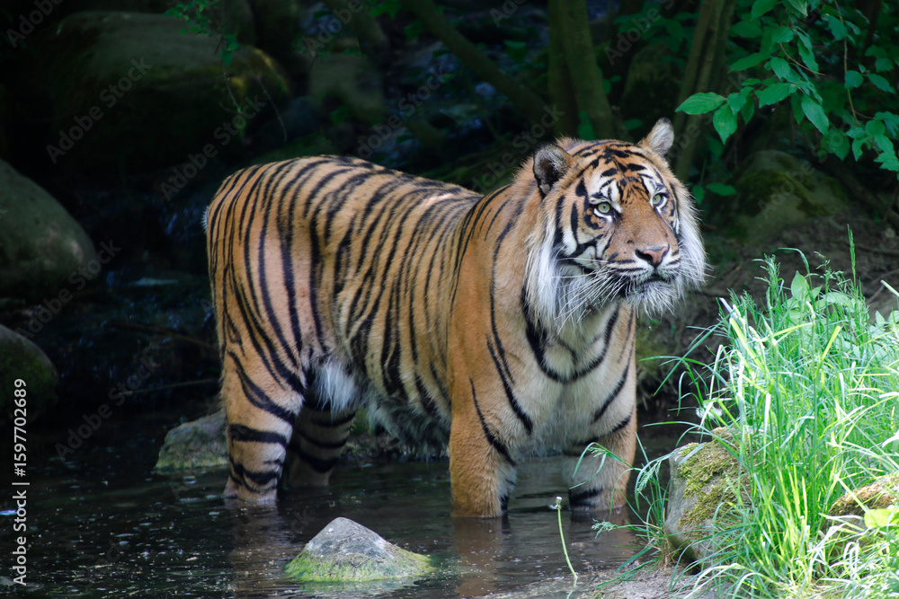 Fototapeta premium Sibirische Tiger (Panthera tigris altaica) auch Amurtiger steht im Wasser