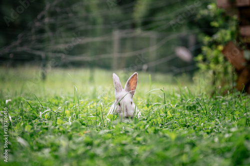 Принти на полотні White rabbit hiding in tall green grass on a summer day in the countryside