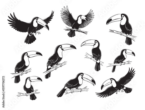 Vibrant vector illustrations of toucans in various poses, showcasing their iconic beaks, great for tropical themes. Birds.