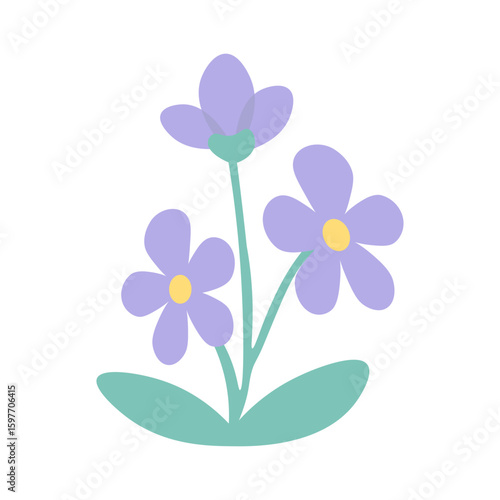 vector illustration campanula flower 