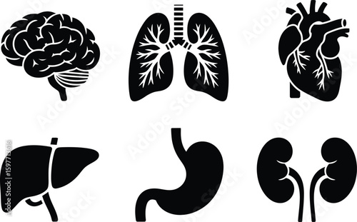 Black and white illustration of human organs including brain heart and lungs