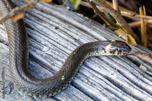 Schilderij op canvas Grass snake