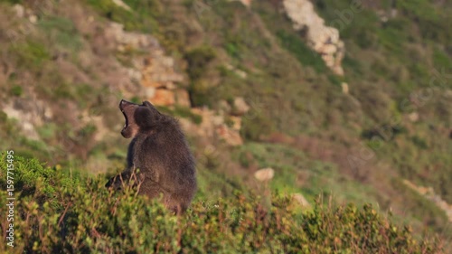 Yawning Baboon Close‑Up Showing Teeth