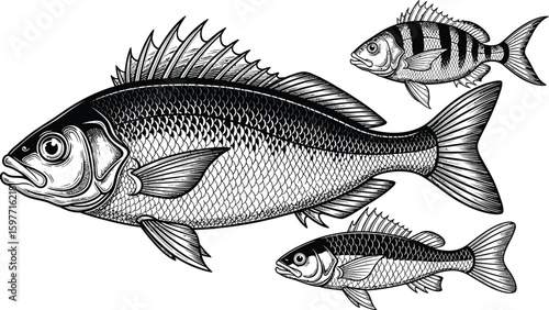 Three detailed monochrome fish illustrations with intricate scale and fin designs present on white