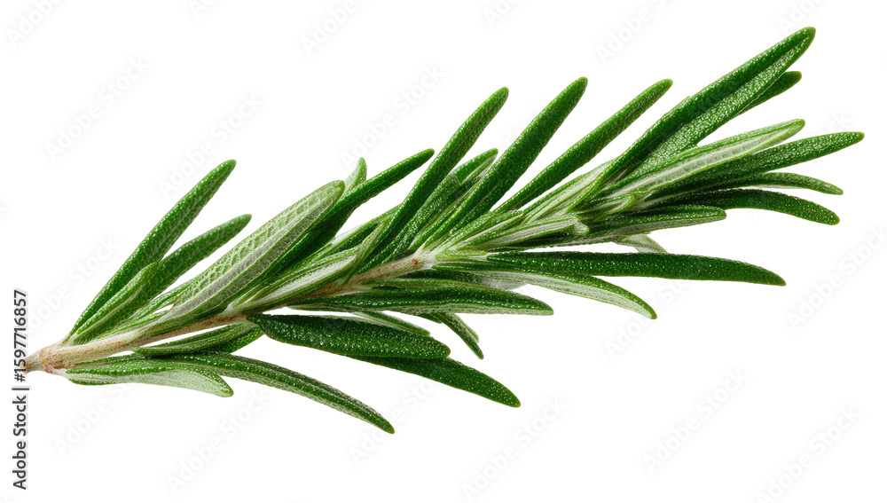 Fototapeta premium Close-up of fresh rosemary sprig (1)