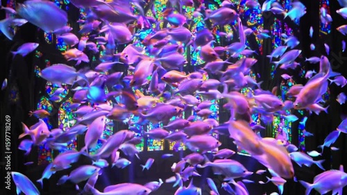 Numerous purple and orange fish swim gracefully in front of a large stained glass window, illuminated by light filtering through the colorful panes