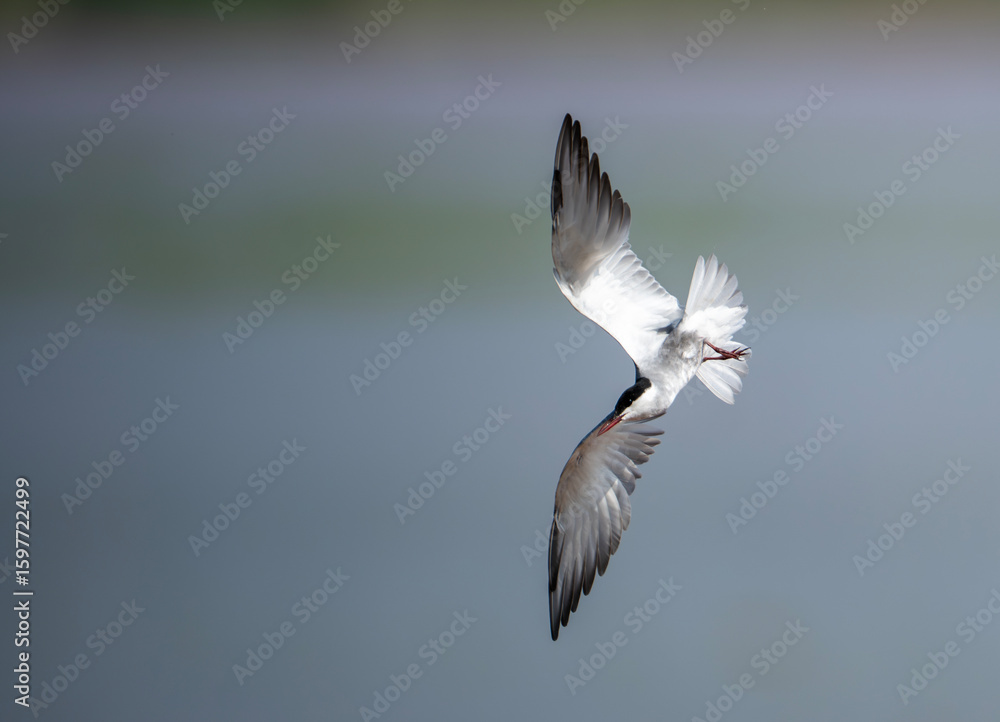 Fototapeta premium A graceful Wiskered Tern bird in flight, showcasing natural beauty.