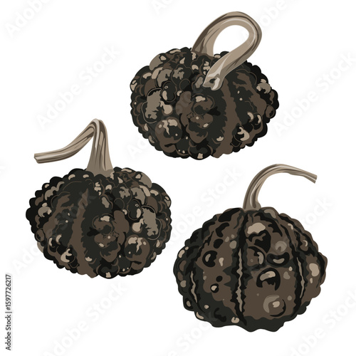 Set of black warty ugly small pimpled pumpkins isolated on white. Halloween decoration element. Pimply and mottled gourds vector illustration.