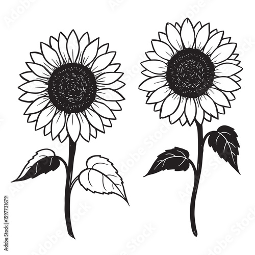 Detailed black and white illustration of two blooming sunflowers with leaves and stems