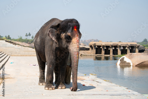 Canvas Print Indian elephant walking next to the Tungabhadra river in Hampi, Karnataka in Ind