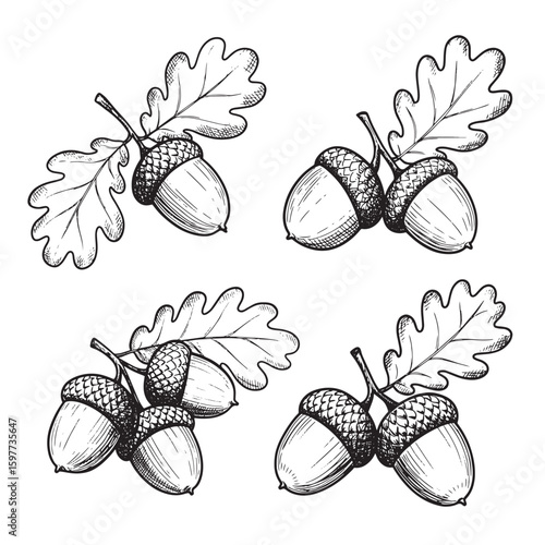 Hand drawn oak leaf and acorn illustrations in monochrome for autumn and botanical designs