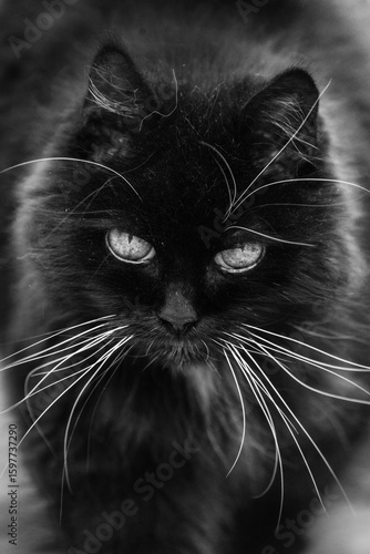 Close-up black and white cat