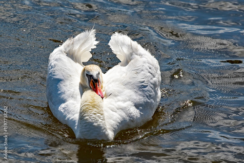 A white swan in a defensive posture showing its plumage and orange bill.